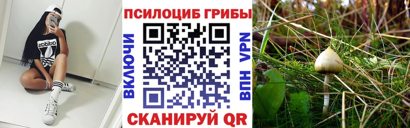 даркнет сайт  Тында  Псилоцибиновые грибы мицелий 