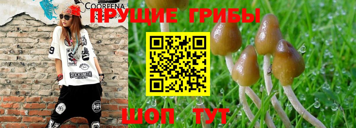 Псилоцибиновые грибы GOLDEN TEACHER  Вход с VPN  Тында  Псилоцибиновые грибы GOLDEN TEACHER 